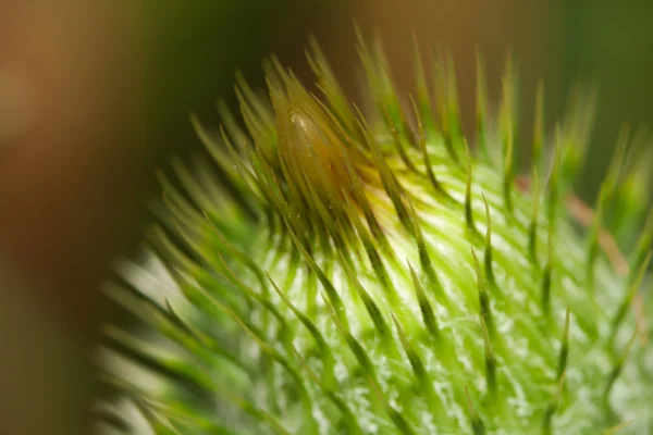 Thistle bloem — Stockfoto