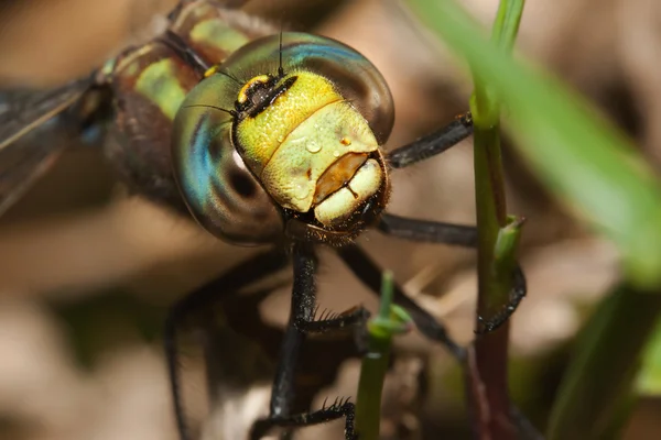 Kleurrijke dragonfly — Stockfoto