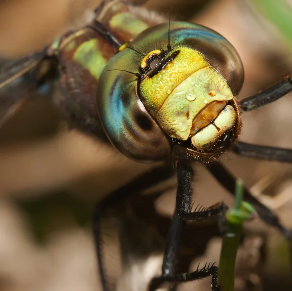 Colorful Dragonfly — ストック写真