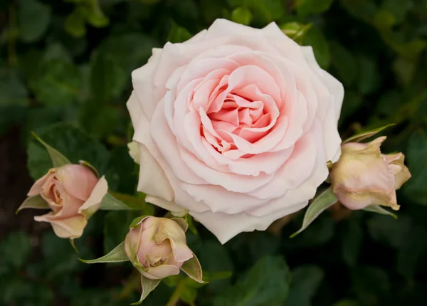 Růžová růže s třemi pupeny — Stock fotografie