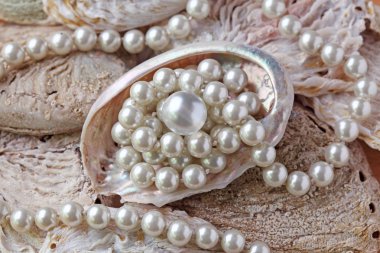 Pearls in a shell clipart