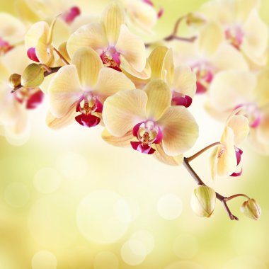 Yellow orchid clipart