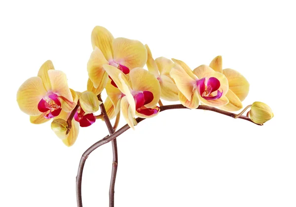 Orchidea żółta — Zdjęcie stockowe