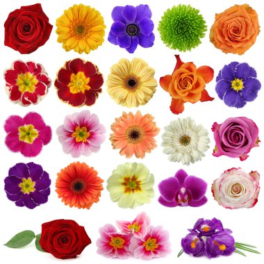 Flower collection clipart