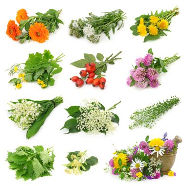 Collection of fresh medicinal herb clipart