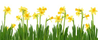 Yellow daffodils clipart