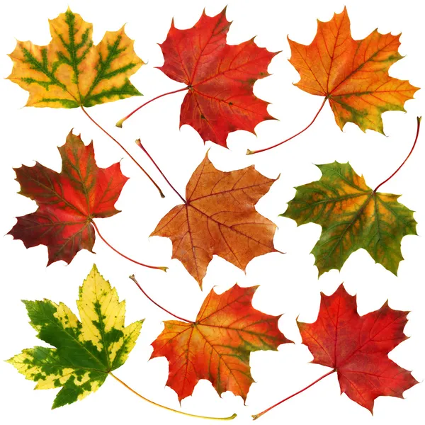 Coleta de folhas de outono — Fotografia de Stock