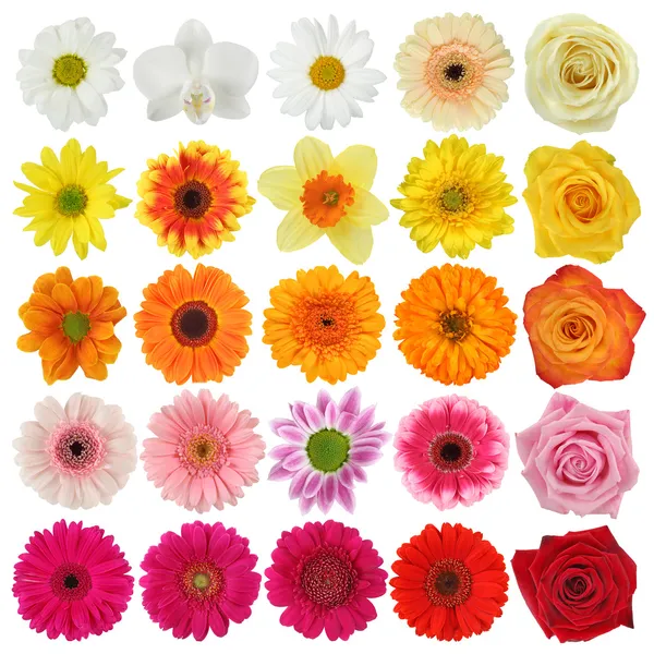 Blomma samling — Stockfoto