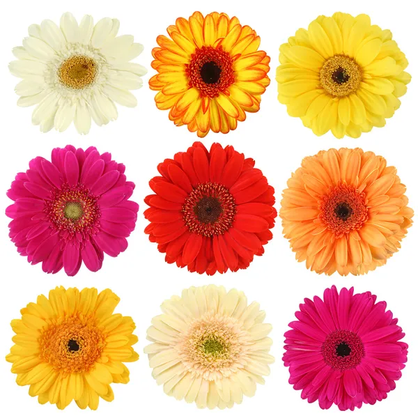 Daisy flower collection — Stock Photo, Image