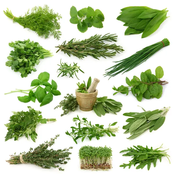Fresh herbs collection — Stock Photo, Image