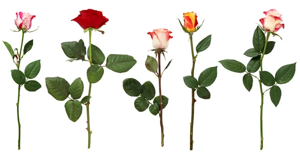 Coleção de rosas — Fotografia de Stock