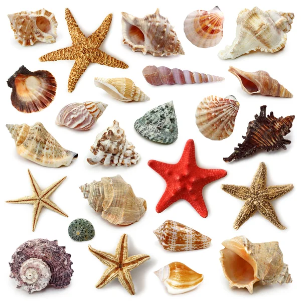 Seashell collectie — Stockfoto