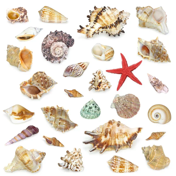 Seashell collection — Stock Photo, Image