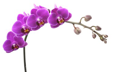 Orchid clipart