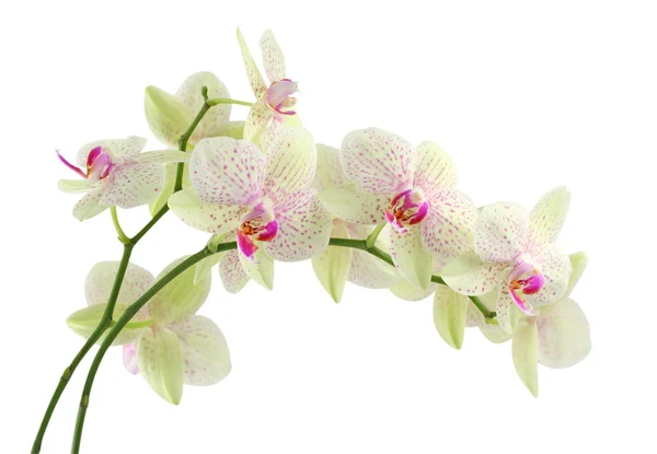 Orchidea isolata — Foto Stock