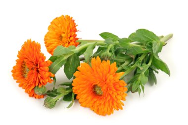 Calendula officinalis