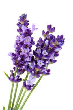 Lavandula Hidcote clipart