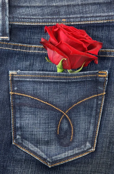 Rosa vermelha no bolso de jeans — Fotografia de Stock