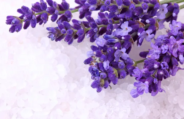 Fresh lavender and bath salt — Stock Photo, Image