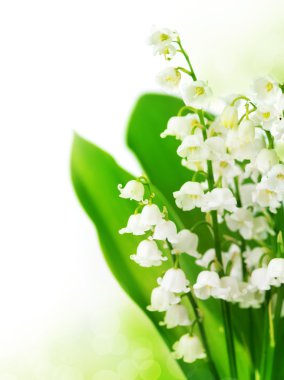 Lily of the Valley clipart