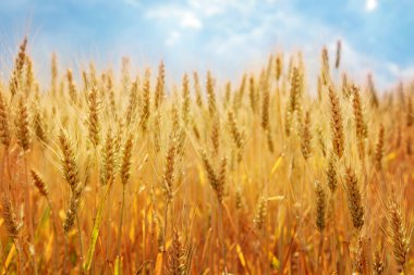 Wheat field clipart