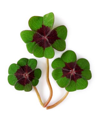 Four leaf clover clipart