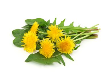 Dandelion clipart