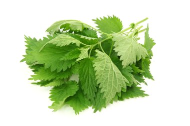 Fresh nettle clipart