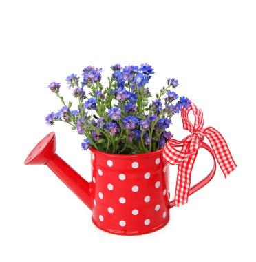 Forget-me-not flowers in red watering-can clipart