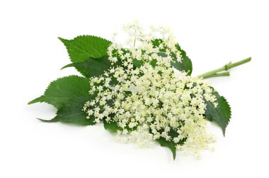 Sambucus nigra or elder clipart