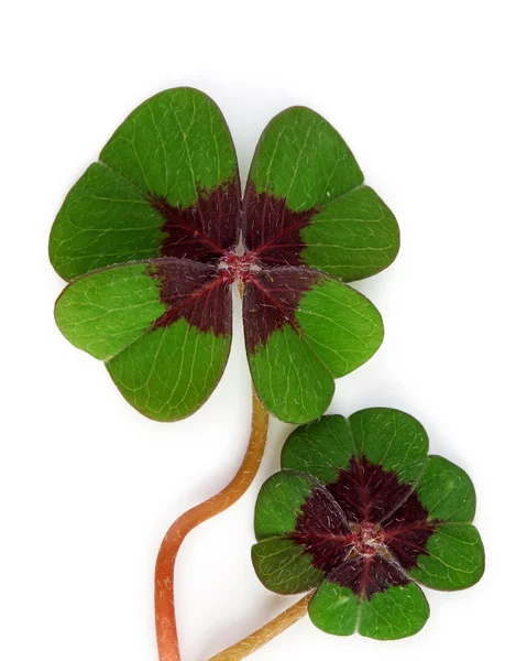 Four leaf clover — Stock Photo, Image