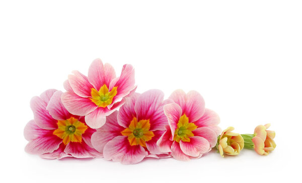 Цветки примулы
