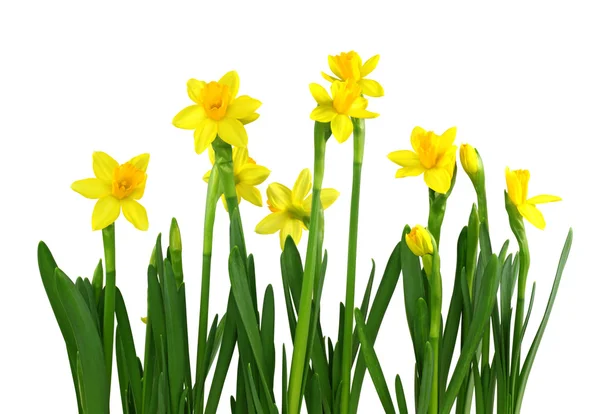 Κίτρινο daffodils — Φωτογραφία Αρχείου