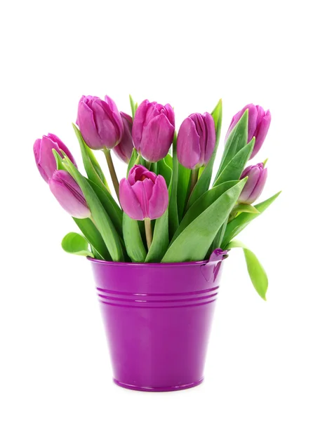 Fioletowe tulipany w wiaderku — Zdjęcie stockowe