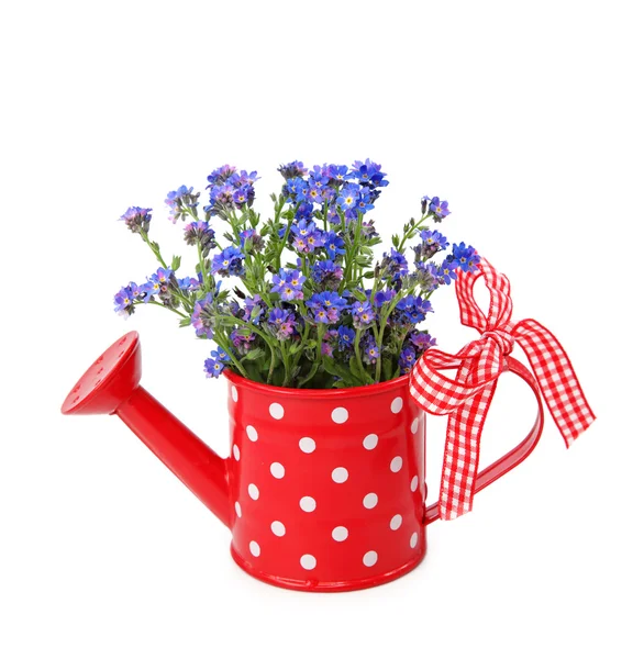 Esqueça-me-não flores em regador vermelho-lata — Fotografia de Stock