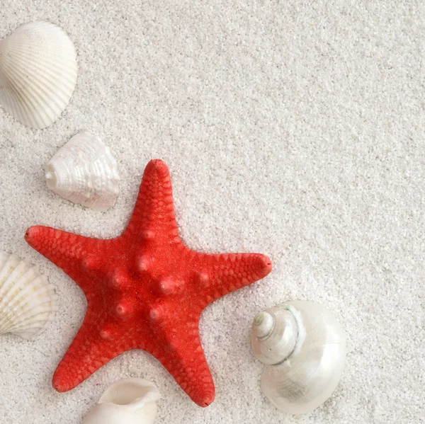 Weiße Muscheln und roter Seestern — Stockfoto