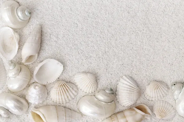 Conchas marinas blancas —  Fotos de Stock