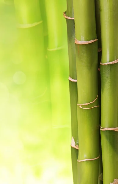 stock image Bamboo