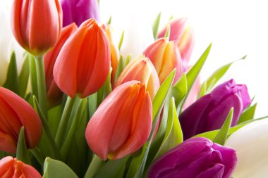 Dutch tulips clipart