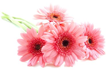 Pink gerbera´s clipart