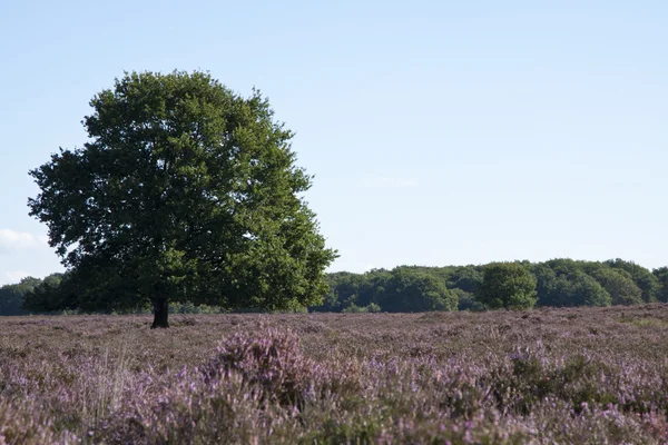 Field on the veluwe — Stock Photo, Image