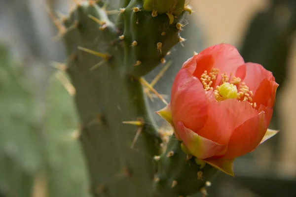 stock image Cactus flower