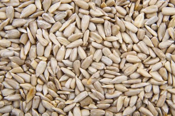 stock image Sunflower seed