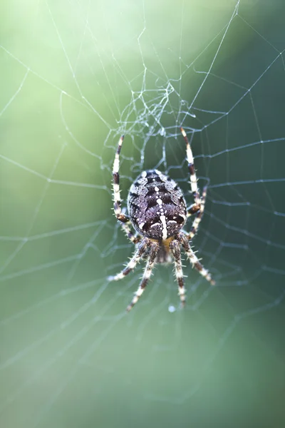 Araña asustadiza —  Fotos de Stock