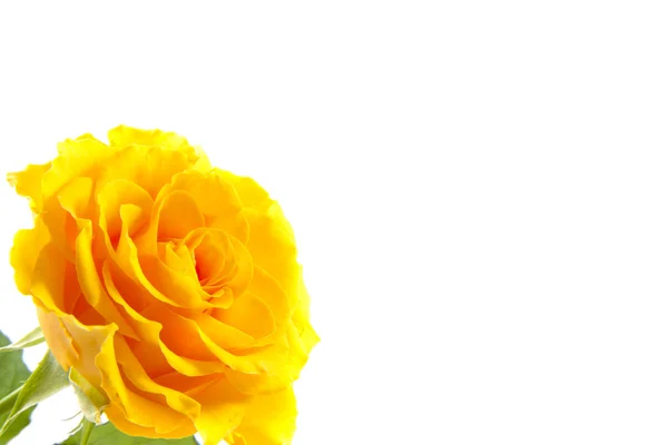 A rosa amarela — Fotografia de Stock