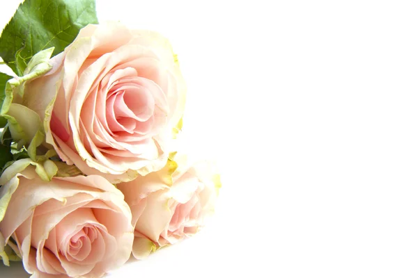 Три рожеві троянди — стокове фото