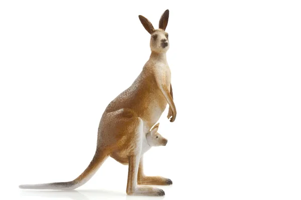 stock image Kangaroo