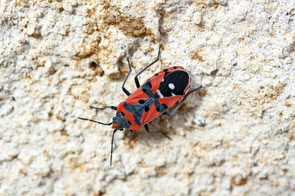 Insecto mediterráneo rojo —  Fotos de Stock