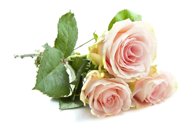 Pink roses Stock Picture