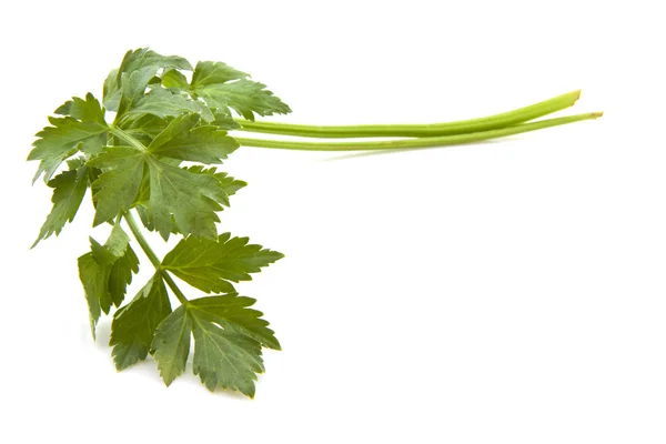 Celery — Stock Photo, Image